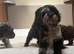 Cockapoo puppies available now