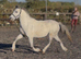 Stunning welsh gelding.