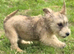 Two Glen of amaal Terriers pups