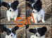 Papillon puppies