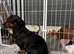 Miniature Dachshund Puppies – Ready For Their Forever Homes!