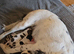 Last 3 gorgeous pups remaining
