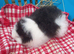 Swiss baby boars