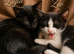Kitten for sell