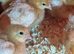 Warren chicks
