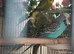 Budgie MALES in SKY or Ocean, Cobalt Blue and white and 2 x green/yellow £25 each buy the 5 for £125