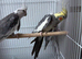 3 cockatiels for sale!