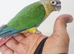 Stunning hand reared baby conure