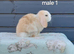 Stunning purebred mini lop rabbits