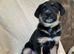 Huntaway x G Shepherd Puppies for Sale