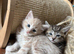 Kittens for sale