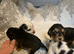 King Charles spaniel’s
