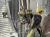 Beautiful baby cockatiels
