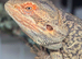 6 year old Male Bearded Dragon