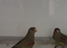 3 Mulger parakeet hens
