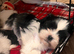 Shih tzu X Lhasa apso