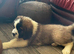 READY Now! Beautiful baby Saint Bernards