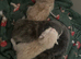 stunning 3/4 ragdoll kittens for 5 star homes