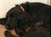 Toy cockapoo puppies
