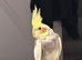 8 week old cockatiel