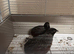 2 X colours are chocolate brown / grey/rusty red and black head cock birds brothers  &pound;6 for both or &pound;3 each