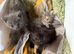 4 Maine Coon Kittens Looking for Forever Homes