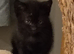 Beautiful , playful loving kittens
