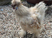 Silkie cockerel needs rehoming
