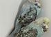 Exhibition baby budgie
