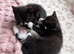 Beautiful kittens. Looking for their forever home