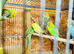 Young Budgies