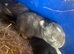 Rabbit kits