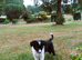 ****1 Stunning Male Border Collie Puppy****