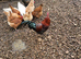For Sale Friendly chickens