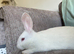 Rabbit for rehoming