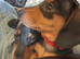 Puppies looking for 4ever home