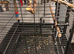 Tame red factor African grey