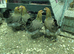 Stunning Brahma hens &ndash; POL.