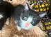 Beautiful little cats for sale don’t miss out on theme