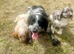 ️ beautiful cocker spaniel puppy’s for sale ️