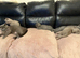British Shorthair Kittens for sale