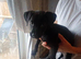 Beautiful 8 week old male Frenchie cross spaniel cross