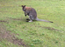 Two male wallabies for Sale