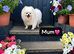 Sweet little quality Pomeranians