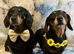 Male Miniature Dachshund For Sale
