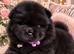 Chow chow