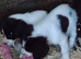 Sprocker puppies