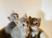 British long hair mix kittens