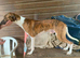 Beautiful whippet puppies for sale