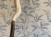 Pied ball python and setup